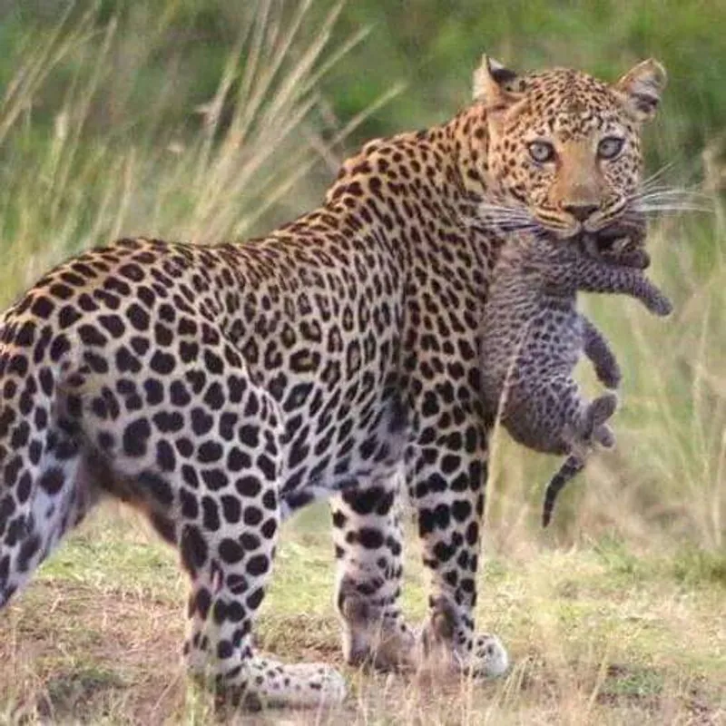8-Days Discover Kenya Migration Masai Mara Zanzibar Beach Safaris