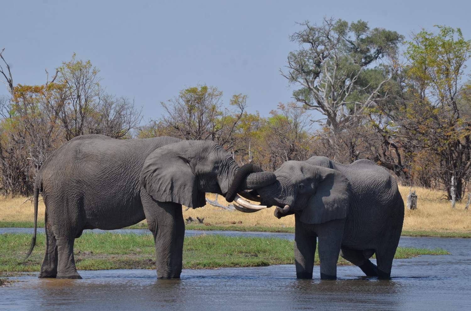 11-Day Northern Botswana Explorer Camping Safari