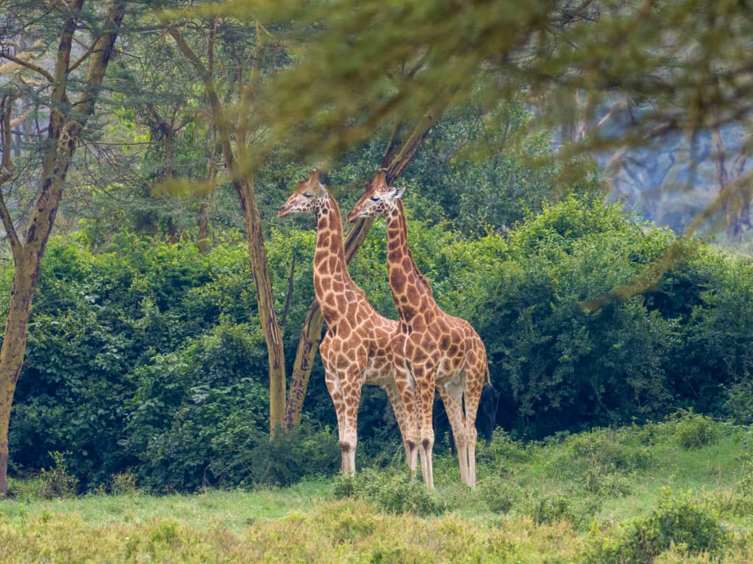 6 Day Maasai Mara-Lake Nakuru-Amboseli Midrange Safari - Simian Safaris Limited - Safarigo