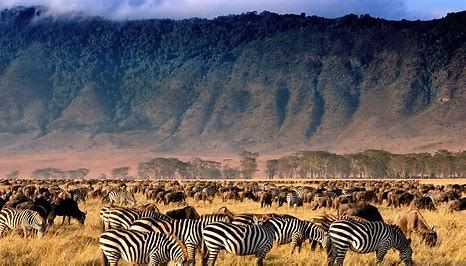 Explore the Serengeti & Maasai Mara: 8-Day Migration Luxury Safari - Januz Safaris - Safarigo