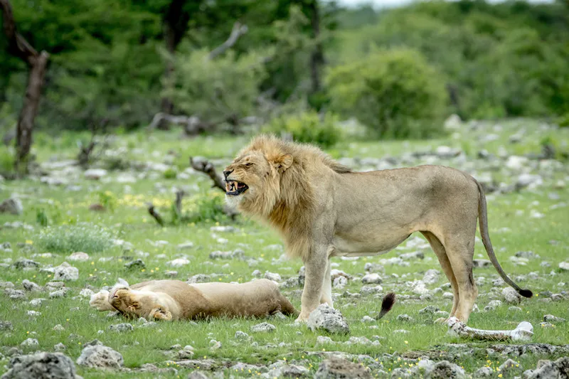 8-Day Sossusvlei, Swakop, Twyfelfontein & Etosha (Lodging)