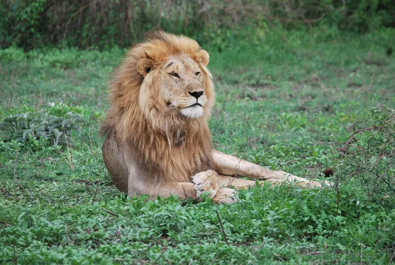 9 Days | Classic Mid-Range Tanzania Safari