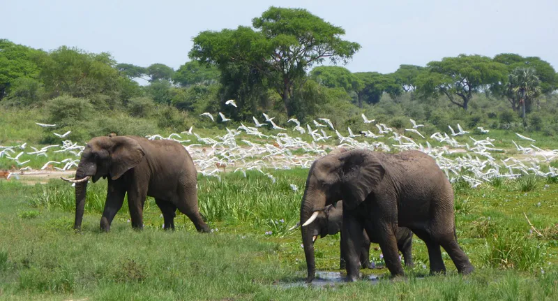 3 Day Climax safari to Murchison falls National Park