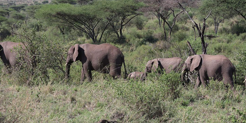 3-Day Best of Nyerere National Park