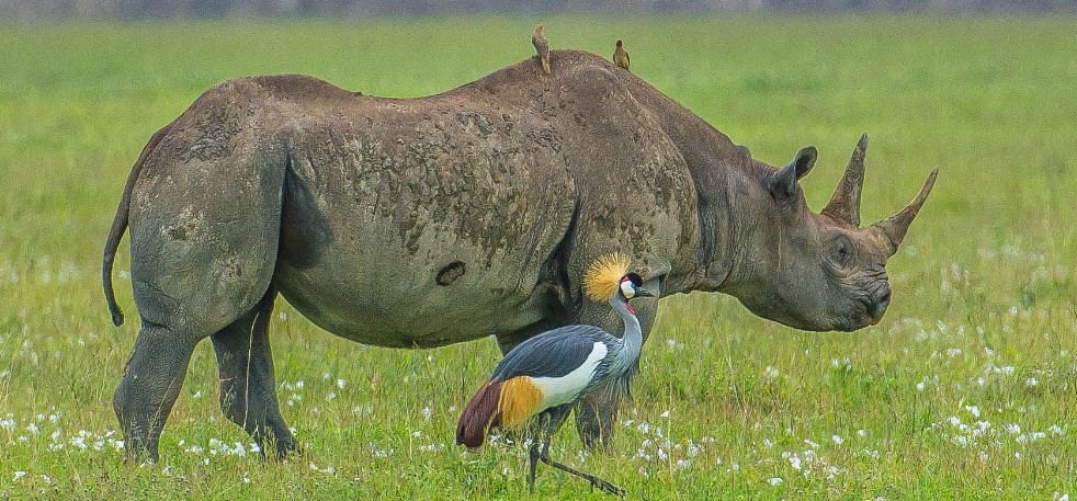 5-Day Superb Lodge Safari Northern Circuit Safari