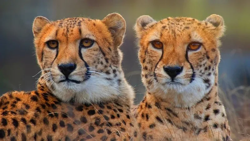 10 Day Authentic and Epic Experience in Tanzania