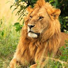 3 Days Maasai Mara Luxury Shared Sfari Experience