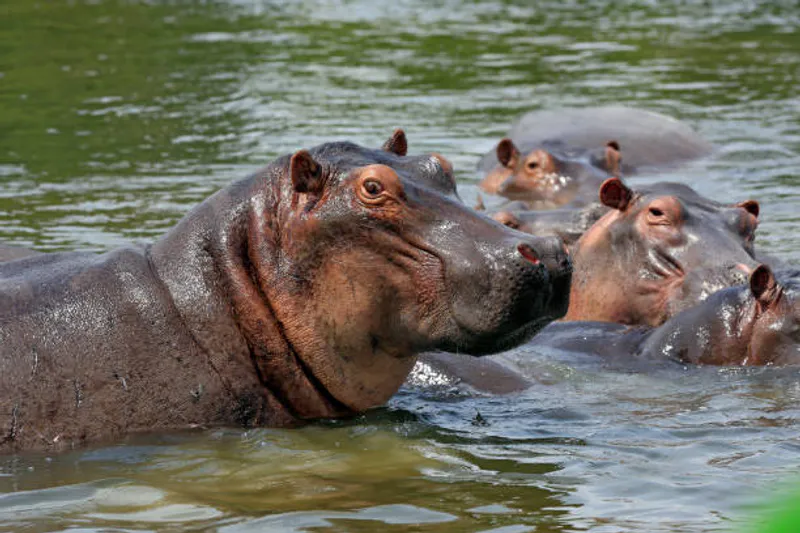 3 Days Murchison Falls National Park