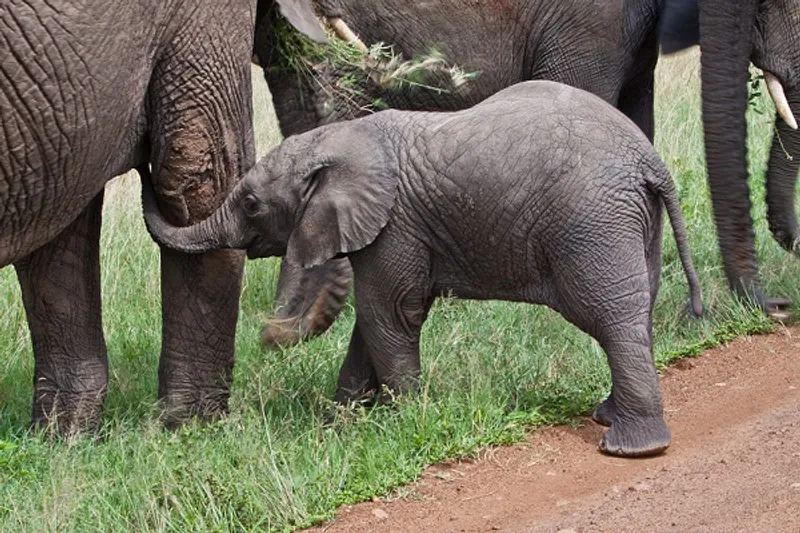 2-Day Masai Mara Experience Safari