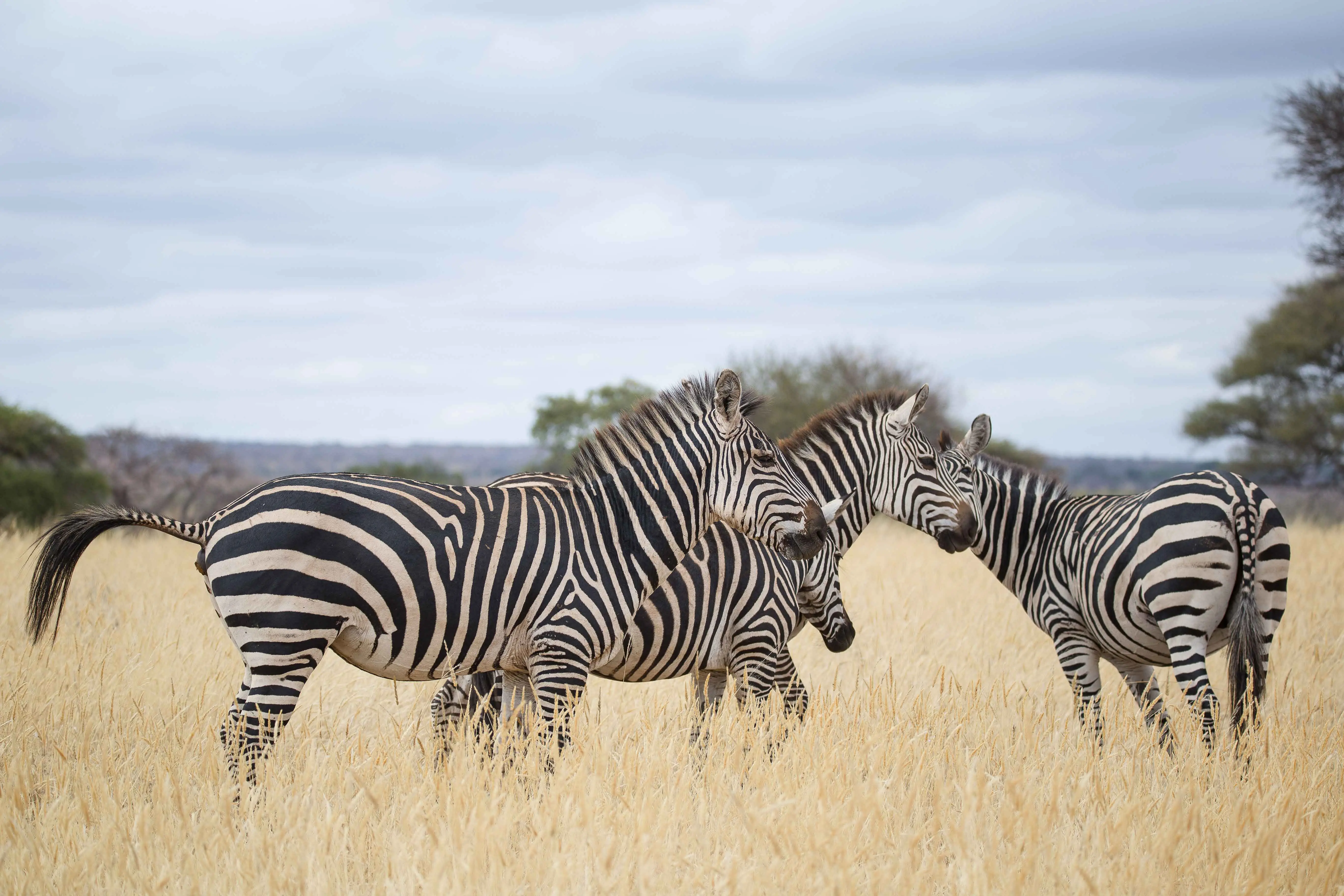 3 Days Tanzania Big 5 Budget Safari – Tarangire, Ngorongoro & Lake Manyara