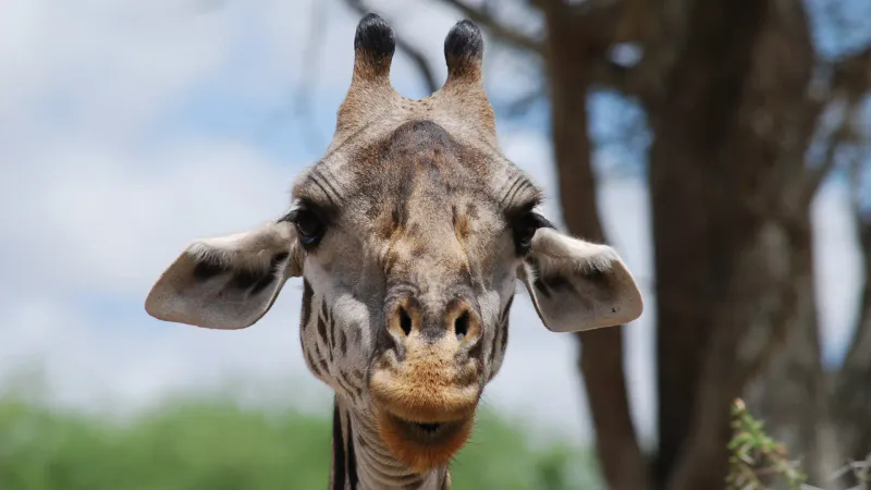 7-Day The Best of Tanzania Safari
