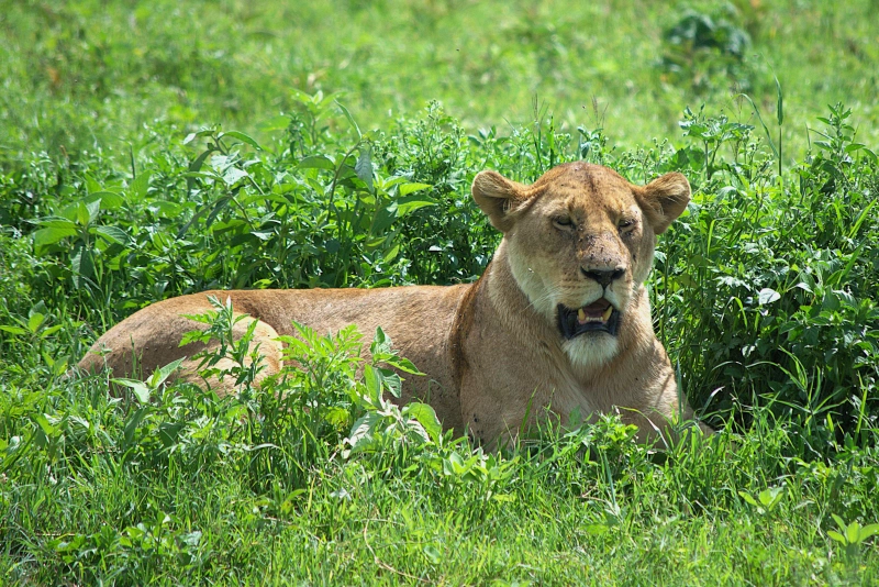 6-Day Signature Luxury Tanzania Safari – Tarangire, Serengeti, Ngorongoro & Lake Manyara