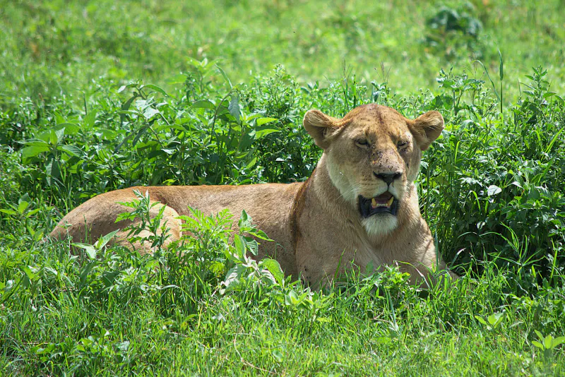 6-Day Signature Luxury Tanzania Safari – Tarangire, Serengeti, Ngorongoro & Lake Manyara