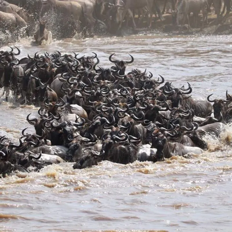 7 Days Wildebeest Migration Safari