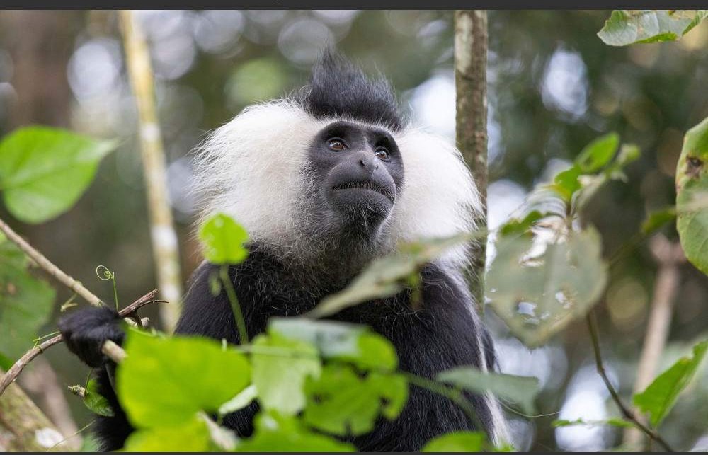 6-Day Queen Elizabeth & Bwindi National Park Safari
