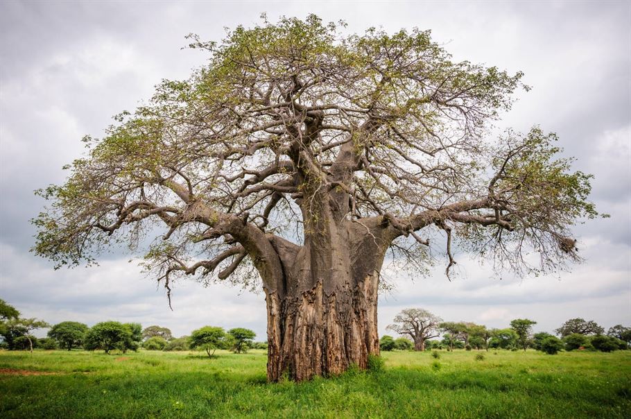 5-Day Tanzania Safari Trip