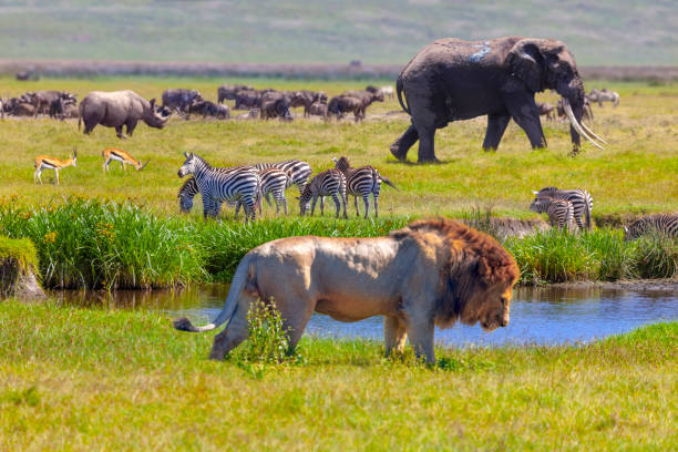 Ngorongoro Crater Day Trip