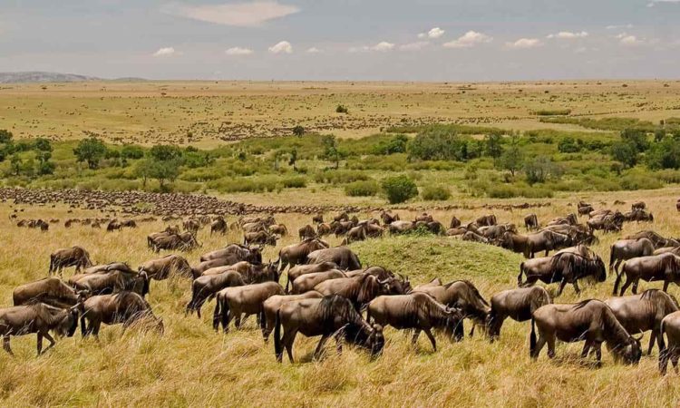 8-Day Tanzania Safari: Arusha, Ndutu, Ngorongoro Crater, and Serengeti Adventure - HODOPHILE ADVENTURES - Safarigo