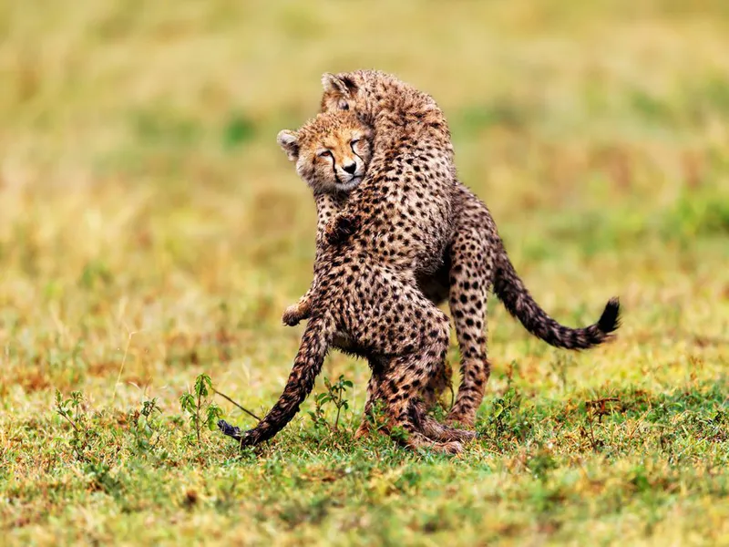 3 Day Tanzania Luxury Safari Tour