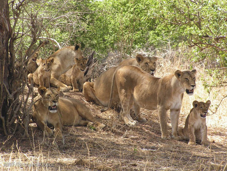6-Day Luxury Safari Tarangire, Ngorongoro, Serengeti