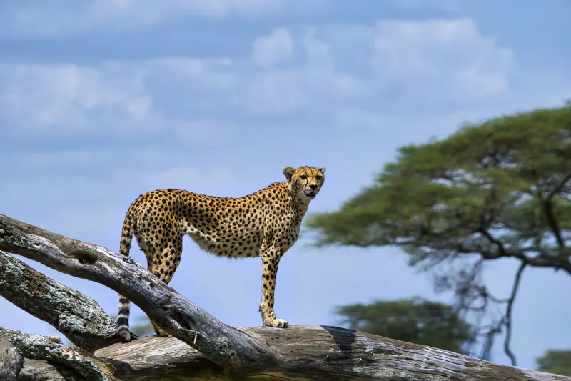 10-Day Best Honeymoon Luxury Safari + Zanzibar Beach