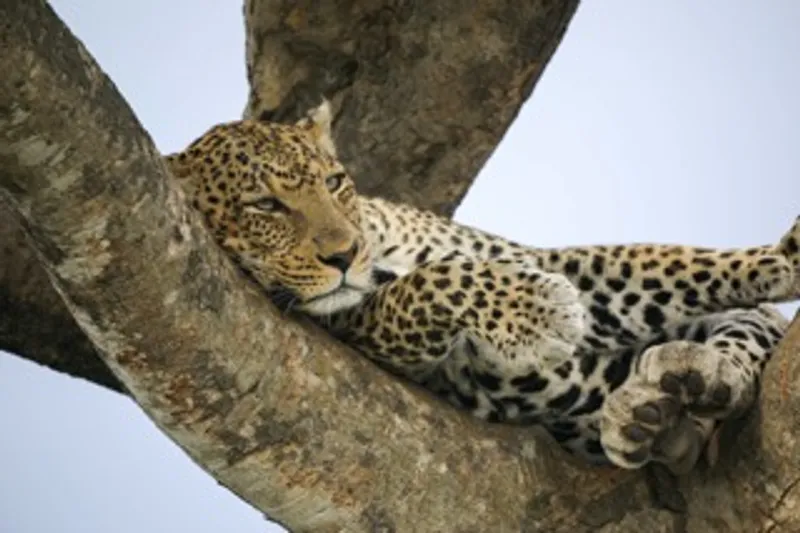 7-Day Tarangire Lake Manyara Ngorongoro Crater and Serengeti National Parks