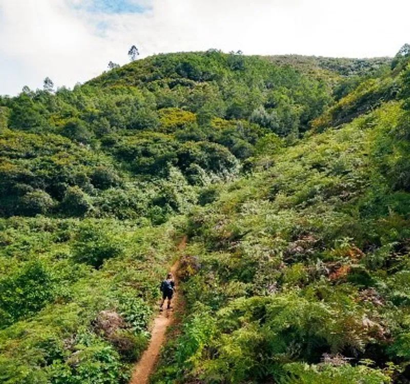 6 DAYS ELEGANT WILDLIFE EXPLORATION, CULTURAL TOUR, AND NATURE MIKUMI NP AND LUSHOTO
