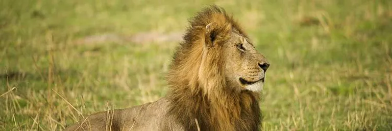 3-Day Luxury Fly in, Fly out Safari