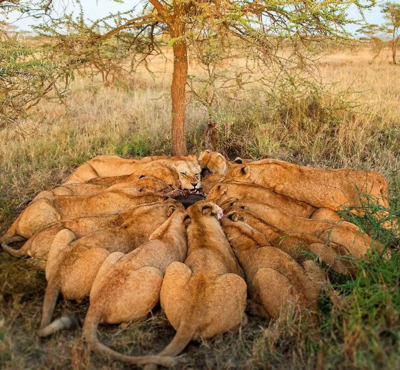 6 Days Best Luxury Tanzania Safari