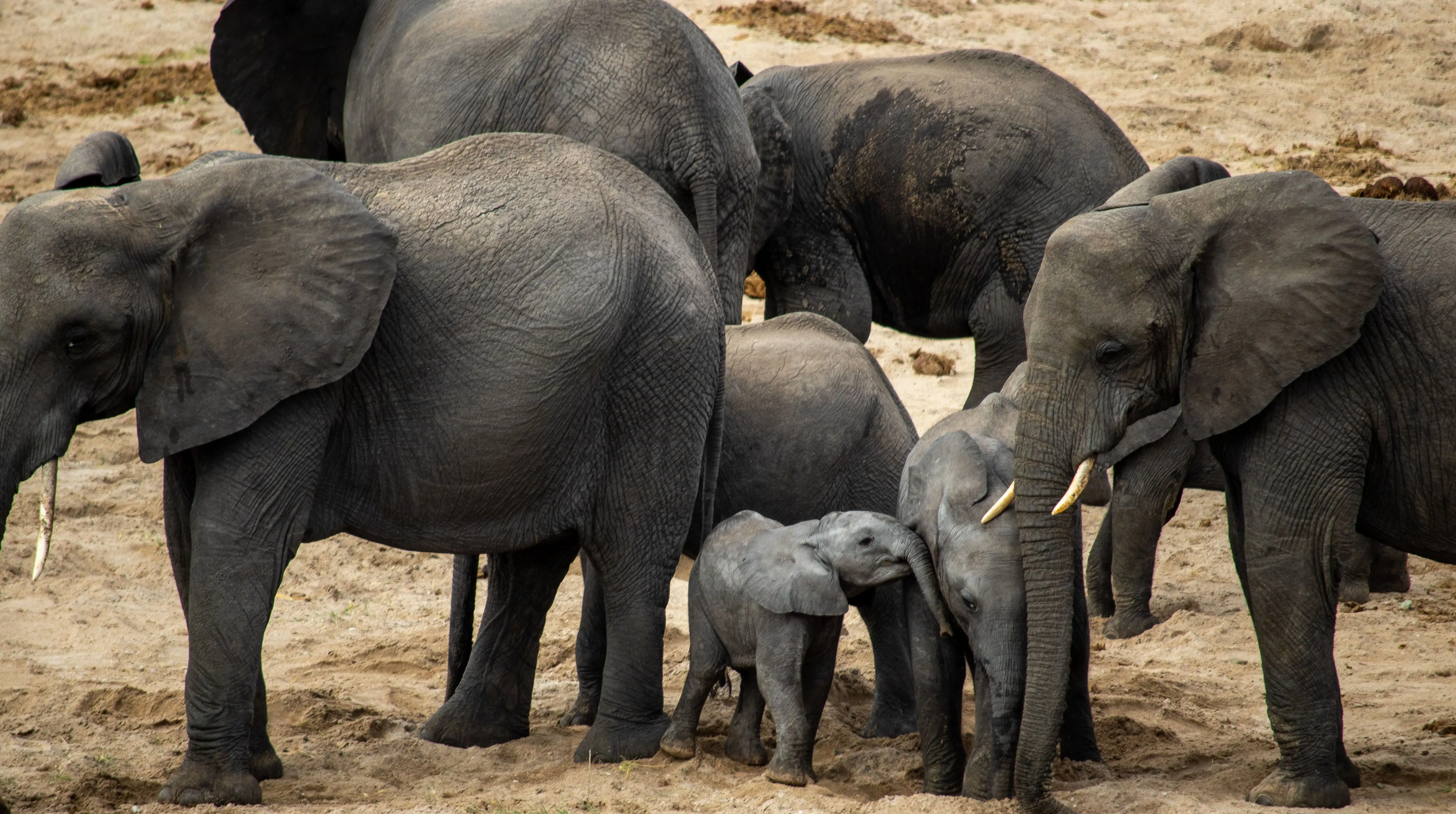 7 Days Fly in Big Cats Tracking Safari Adventure