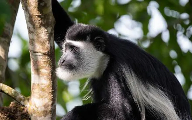 1 Day Ngamba Island Chimp Sanctuary