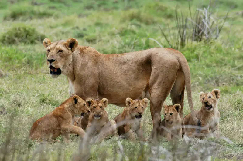 East Africa Discovery Safari – 5 Days Kenya & Tanzania