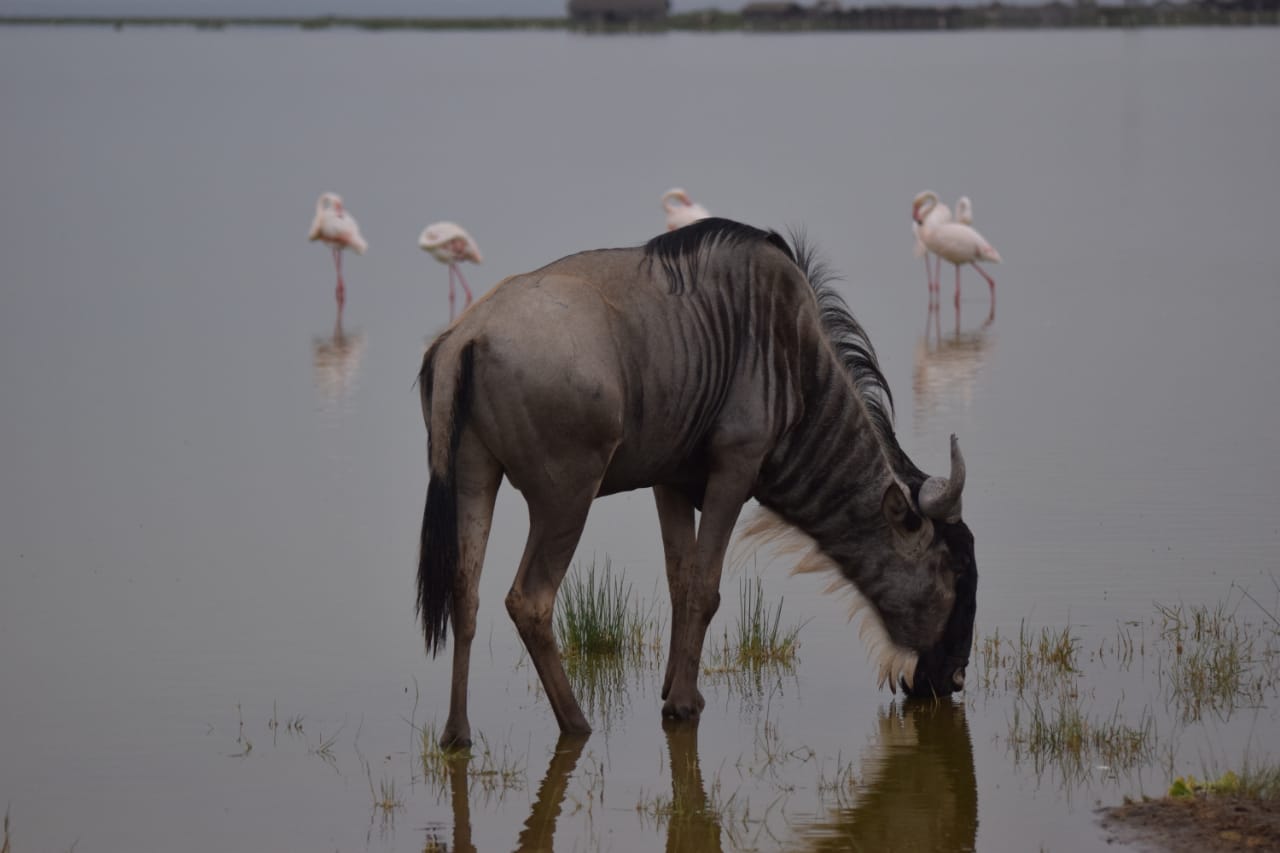 6-Days Top-Tier : Masai Mara National Reserve - Lake Naivasha - Amboseli National Park Safari