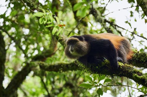 6 Days Rwanda Gorillas, chimpanzees and golden monkeys safari
