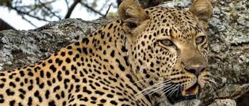 6-Day Tanzania Mid-Range Safari