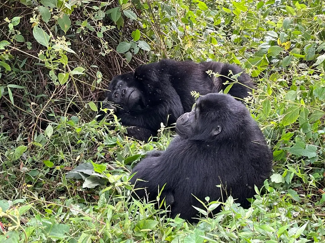 10-Day Shoebill Watching, Gorilla & Chimp Trekking Tour In Uganda