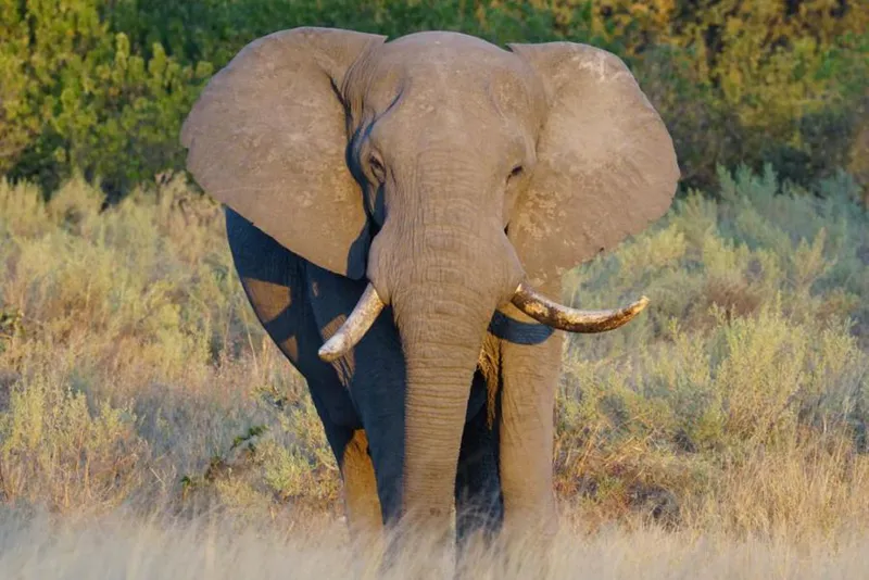 3-Day / 2-Night Maun - Moremi Game Reserve - Maun
