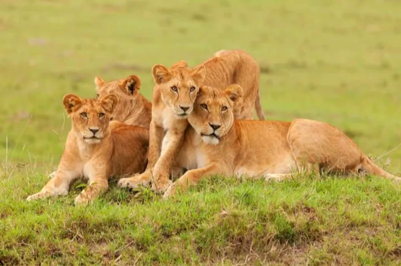 11-Day Gorillas, Chimps and Wildlife Uganda Safari