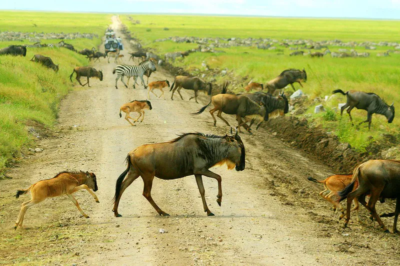 7 Days Luxury Tanzania Safari Calving Season
