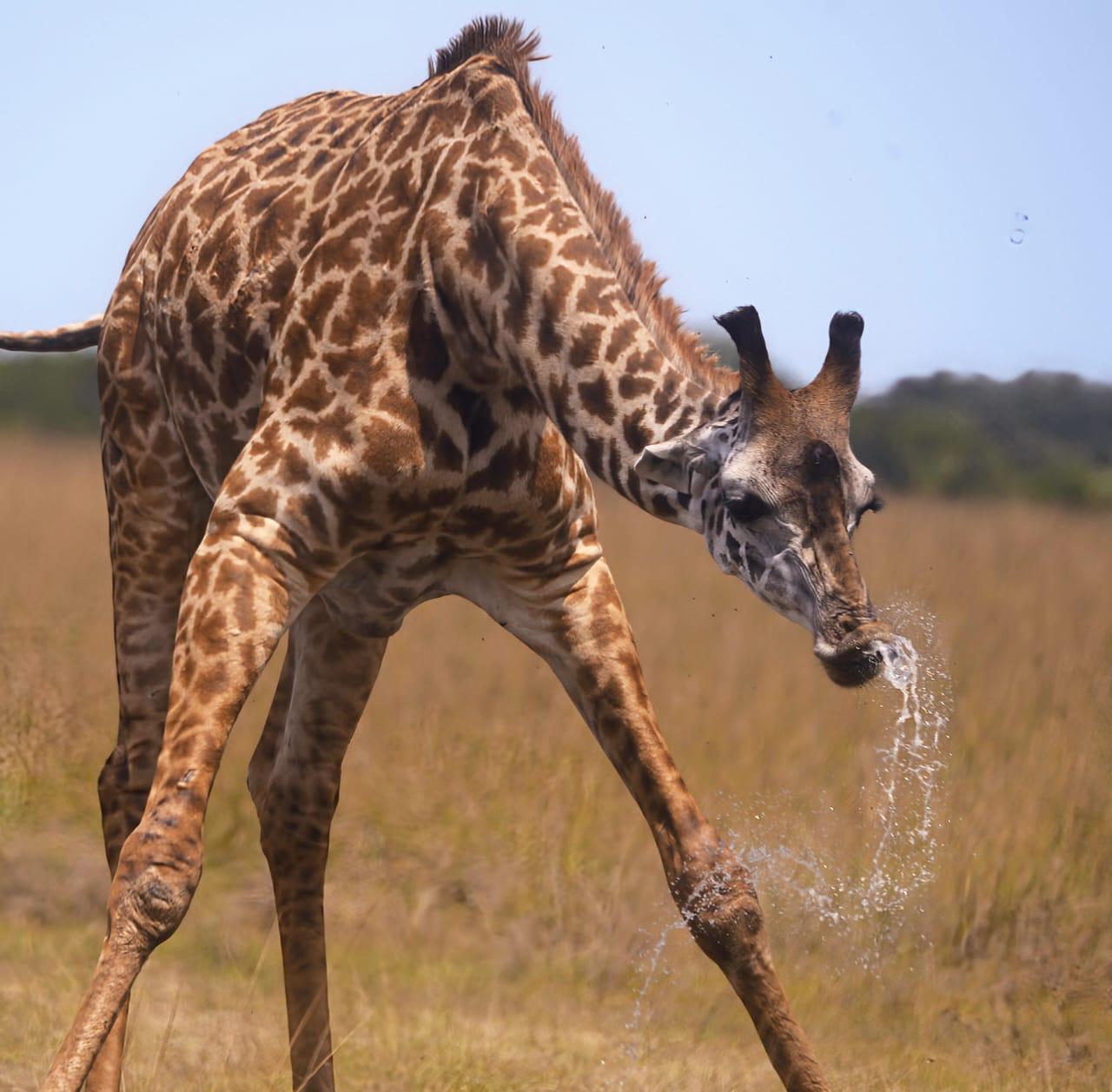 7 DAYS KENYA LODGE SAFARI - 2 ENTRIES IN MASAI MARA