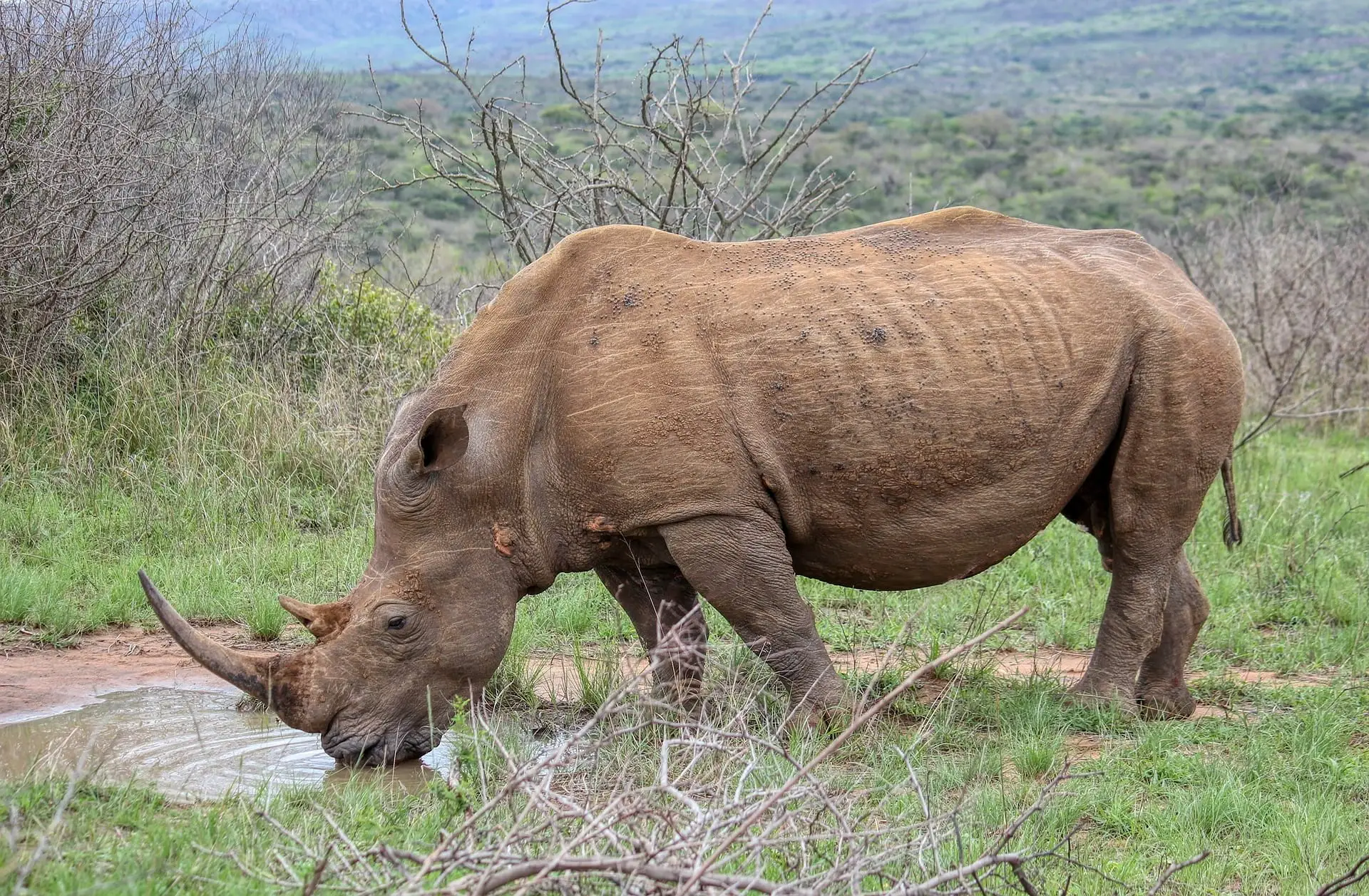 Mkomazi National Park – The Home of the Black Rhino Day Trip