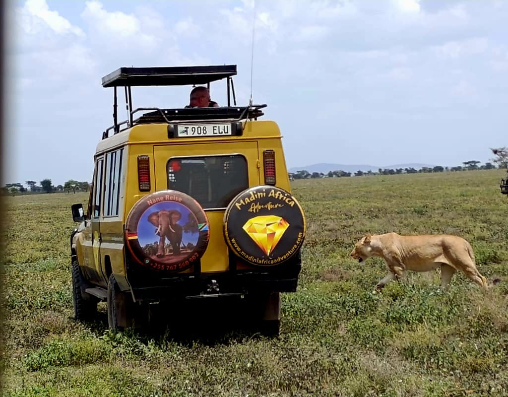 6-Day Tanzania Big Five Safari: Serengeti Lions & Ngorongoro Crater Adventure
