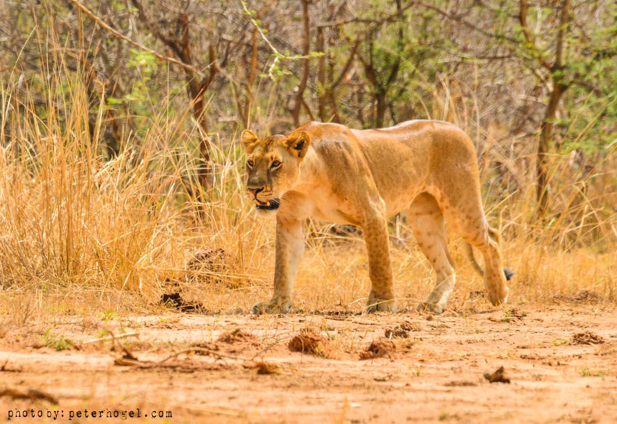 6-Day Gorillas, Chimpanzee, and Wildlife Safari