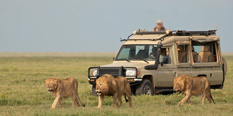 4 Day Beach to Bush, Fly in, Fly out Luxury Safari