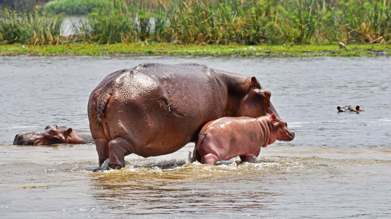 6-Day Best of Gorilla and Wildlife Experience Uganda