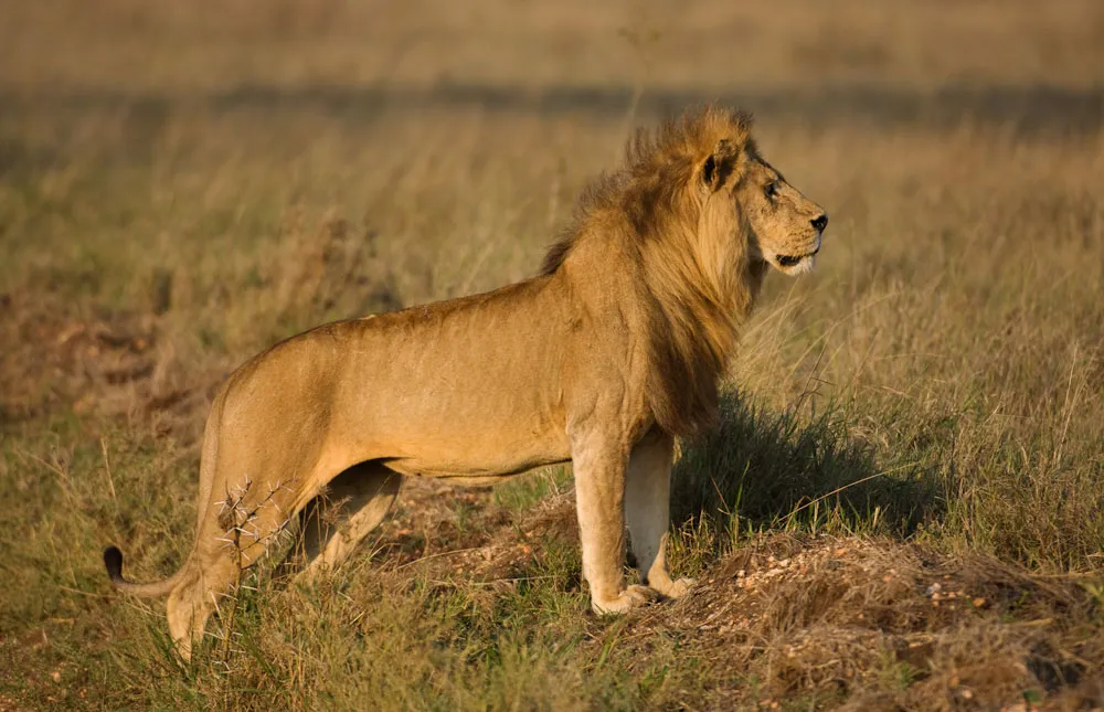 3-Day Serengeti and Ngorongoro Crater Budget Safari Trip