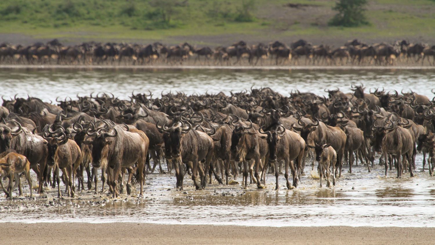 6 Days Great Serengeti Migration Safaris – Calving Season – Ndutu Area - East Safari Tours - Safarigo