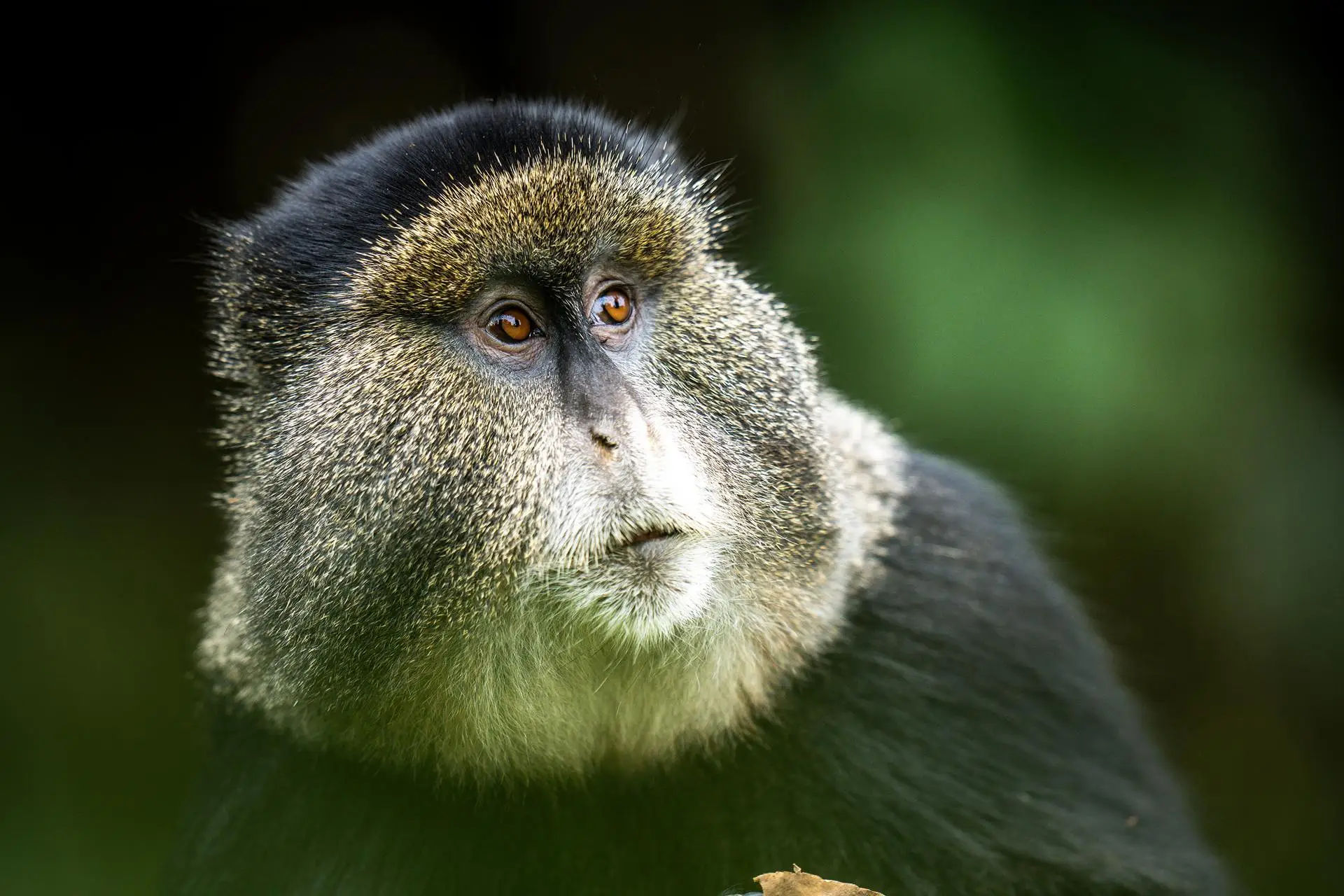 2 Days, Rwanda Gorilla & Golden Monkey trekking experience.