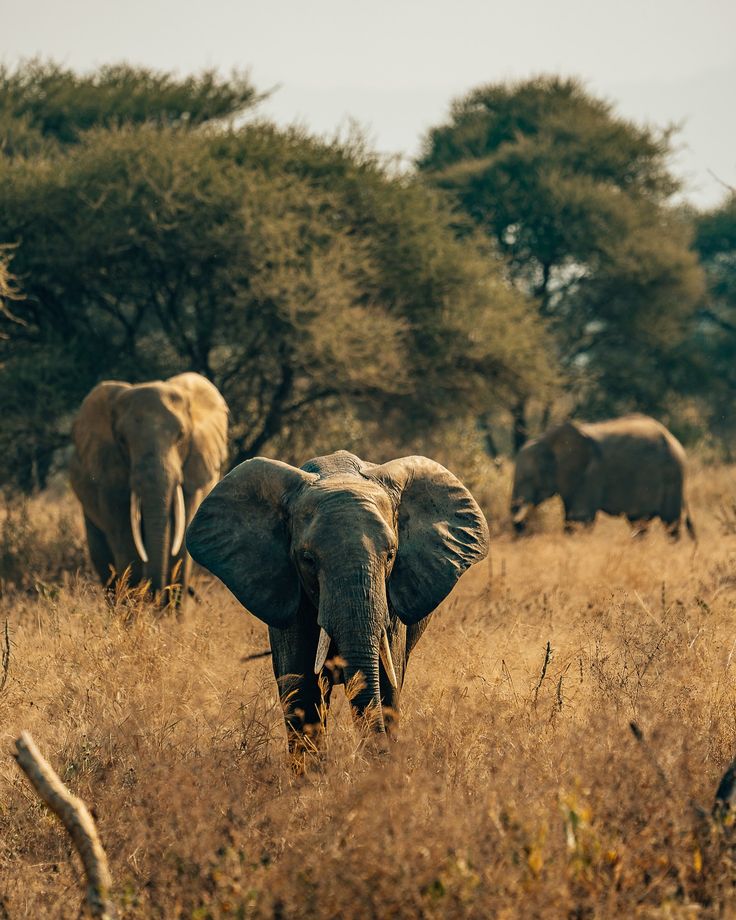 3-Day Fly in & Fly-out Safari from Zanzibar to Mikumi National Park