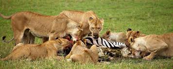 6-Day The Big 5 Wildlife Tour at Tanzania Northern Parks